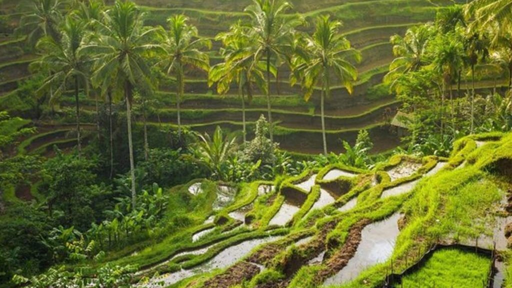 Baliplan Ubud1